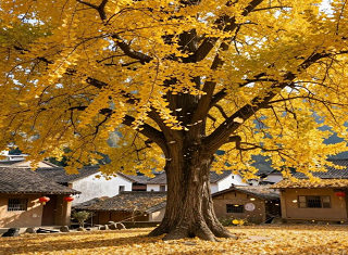 随州洛阳千年银杏谷