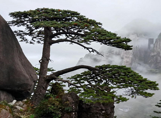 2026武汉到黄山旅游-云敛黄山际 冰开素浐滨-纯玩3日游