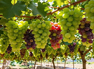 2026武汉到新疆旅游多少钱 解锁玩转赛里木湖新模式 双飞8日之旅