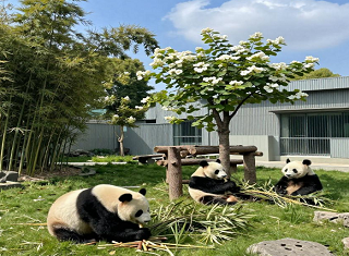 暑假武汉到四川亲子游线路|川南亲子游榜首产品|6天