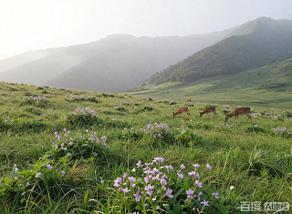 武汉到神农架旅游 神农架+大九湖3日游 高铁2小时轻松抵达 六大景区一网打尽