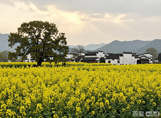 3月武汉到婺源旅游团-四星高品质纯玩三日游